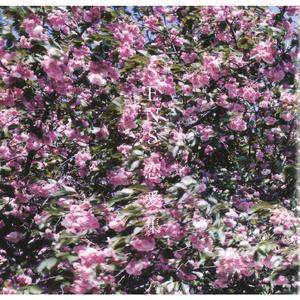 巴巴塔被焯出白水怎么办
